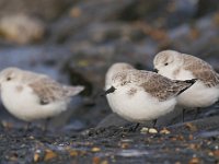 Calidris alba 73, Drieteenstrandloper, Saxifraga-Tom Heijnen