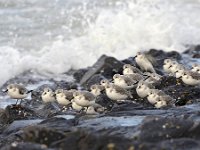 Calidris alba 74, Drieteenstrandloper, Saxifraga-Tom Heijnen