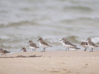 Calidris alba 76, Drieteenstrandloper, Saxifraga-Tom Heijnen