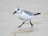 Calidris alba 81, Drieteenstrandloper, Saxifraga-Bart Vastenhouw