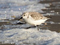 Calidris alba 90, Drieteenstrandloper, Saxifraga-Bart Vastenhouw
