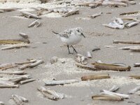 Calidris alba 95, Drieteenstrandloper, Saxifraga-Willem van Kruijsbergen