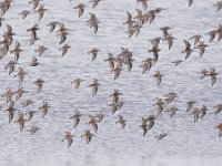 Calidris alpina 40, Bonte strandloper, Saxifraga-Tom Heijnen