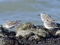 Calidris canutus 2, Kanoet, Saxifraga-Tom Heijnen