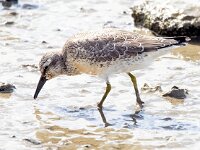Calidris canutus 30, Kanoet, Saxifraga-Bart Vastenhouw