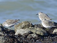 Calidris canutus 55, Kanoet, Saxifraga-Tom Heijnen