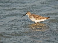 Calidris ferruginea 9, Krombekstrandloper, Saxifraga-Tom Heijnen