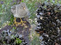 Calidris maritima 45, Paarse strandloper, Saxifraga-Tom Heijnen