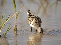 Calidris minuta 20, Kleine strandloper, Saxifraga-Tom Heijnen