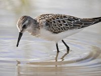 Calidris minuta 22, Kleine strandloper, Saxifraga-Tom Heijnen