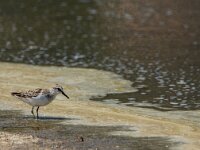Calidris minuta 26, Kleine strandloper, adult, summer plumage, Saxifraga-Theo Verstrael