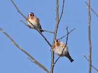 Carduelis carduelis 55, Putter, Saxifraga-Luuk Vermeer