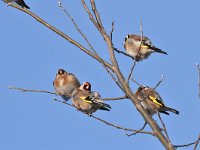 Carduelis carduelis 56, Putter, Saxifraga-Luuk Vermeer