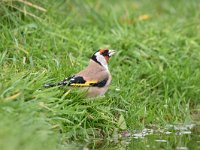 Carduelis carduelis 58, Putter, Saxifraga-Luuk Vermeer