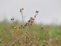 Carduelis carduelis 61, Putter, Saxifraga-Luuk Vermeer