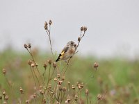 Carduelis carduelis 62, Putter, Saxifraga-Luuk Vermeer