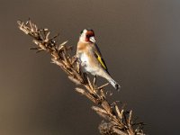 Carduelis carduelis 71, Putter, Saxifraga-Mark Zekhuis