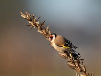 Carduelis carduelis 73, Putter, Saxifraga-Mark Zekhuis