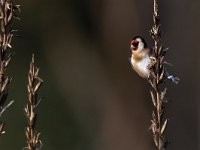 Carduelis carduelis 74, Putter, Saxifraga-Mark Zekhuis