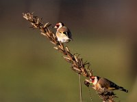 Carduelis carduelis 75, Putter, Saxifraga-Mark Zekhuis