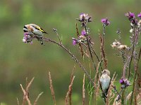 Carduelis carduelis 77, Putter, Saxifraga-Hans Dekker