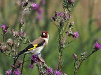 Carduelis carduelis 78, Putter, Saxifraga-Hans Dekker