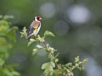 Carduelis carduelis 85, Putter, Saxifraga-Tom Heijnen