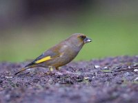 Carduelis chloris 29, Groenling, Saxifraga-Luuk Vermeer