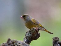 Carduelis chloris 38, Groenling, Saxifraga-Luuk Vermeer