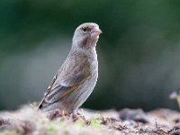 Carduelis chloris 41, Groenling, Saxifraga-Luuk Vermeer