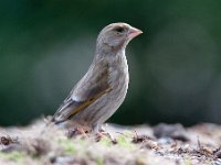 Carduelis chloris 42, Groenling, Saxifraga-Luuk Vermeer