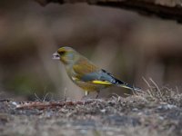 Carduelis chloris 47, Groenling, Saxifraga-Luuk Vermeer