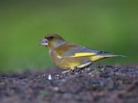 Carduelis chloris 48, Groenling, Saxifraga-Luuk Vermeer