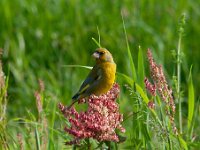 Carduelis chloris 49, Groenling, Saxifraga-Luuk Vermeer