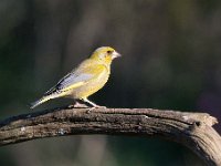 Carduelis chloris 52, Groenling, Saxifraga-Luuk Vermeer