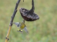 Carduelis chloris 62, Groenling, Saxifraga-Luuk Vermeer