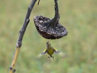 Carduelis chloris 63, Groenling, Saxifraga-Luuk Vermeer