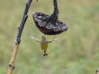 Carduelis chloris 73, Groenling, Saxifraga-Luuk Vermeer