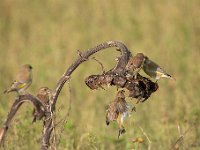 Carduelis chloris 77, Groenling, Saxifraga-Luuk Vermeer