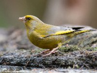 Carduelis chloris 80, Groenling, Saxifraga-Luuk Vermeer