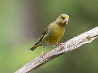 Carduelis chloris 82, Groenling, Saxifraga-Luuk Vermeer