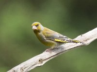 Carduelis chloris 83, Groenling, Saxifraga-Luuk Vermeer