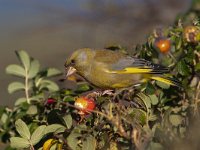 Carduelis chloris 89, Groenling, Saxifraga-Mark Zekhuis