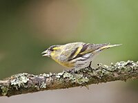 Carduelis spinus 30, Sijs, Saxifraga-Luuk Vermeer