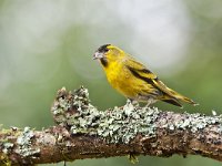 Carduelis spinus 35, Sijs, Saxifraga -Luuk Vermeer