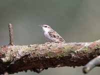 Certhia brachydactyla 33, Boomkruiper, Saxifraga-Luuk Vermeer