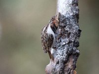 Certhia brachydactyla 46, Boomkruiper, Saxifraga-Luuk Vermeer