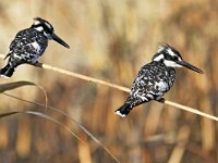 Ceryle rudis 5, Bonte ijsvogel, Saxifraga-Tom Heijnen