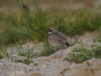 Charadrius dubius 35, Kleine plevier, Saxifraga-Luuk Vermeer