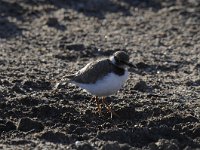 Charadrius dubius 38, Kleine plevier, Saxifraga-Luuk Vermeer